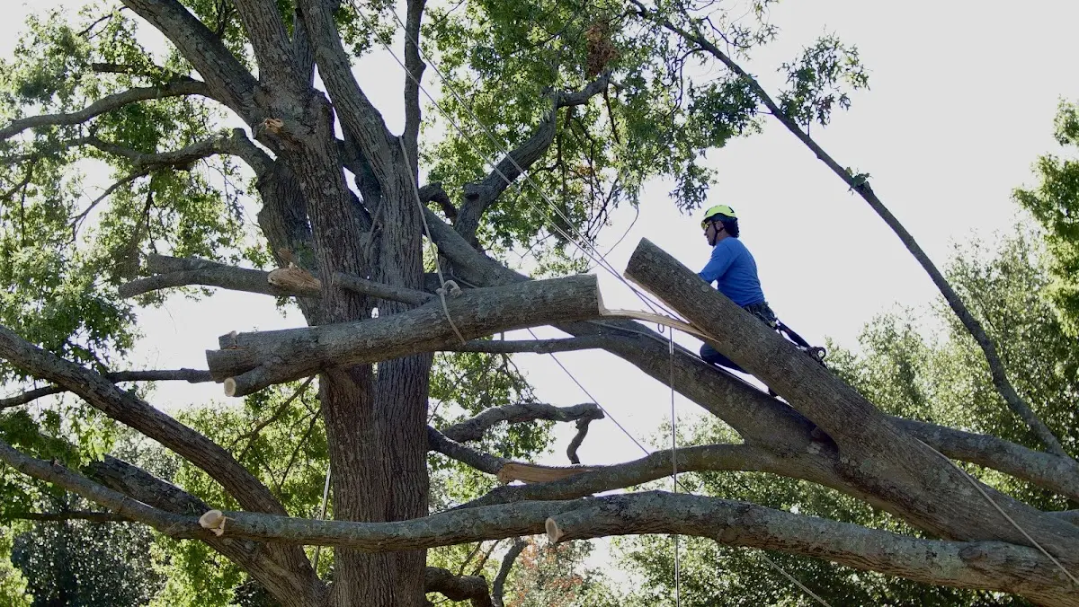 Professional Crown Thinning performed by certified arborists in Pollock
